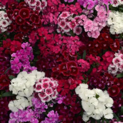 Seminte DIANTHUS hybrid FLORAL LACE F1 Mix 1000s