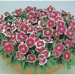 Seminte DIANTHUS hybrid FLORAL LACE F1 Picotee 1000s