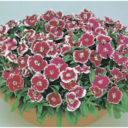 Seminte DIANTHUS hybrid FLORAL LACE F1 Picotee 1000s