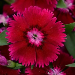 Seminte DIANTHUS hybrid FLORAL LACE F1 Purple 1000s