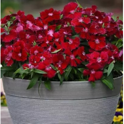 Seminte DIANTHUS hybrid FLORAL LACE F1 Red 1000s