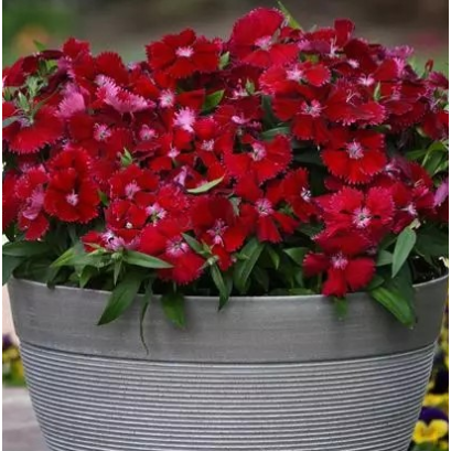 Seminte DIANTHUS hybrid FLORAL LACE F1 Red 1000s