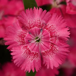 Seminte DIANTHUS hybrid FLORAL LACE F1 Rose True 1000s