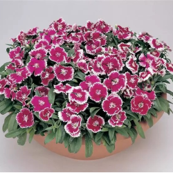 Seminte DIANTHUS hybrid FLORAL LACE F1 Violet Picotee 1000s