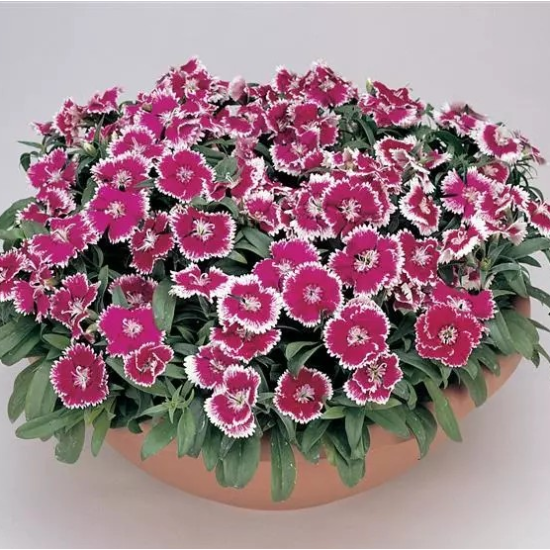 Seminte DIANTHUS hybrid FLORAL LACE F1 Violet Picotee 1000s