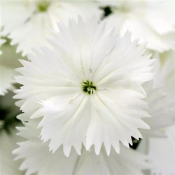 Seminte DIANTHUS hybrid FLORAL LACE F1 White 1000s