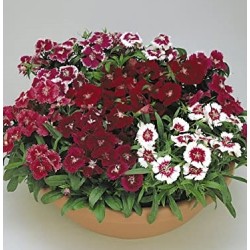 Seminte DIANTHUS hybrid IDEAL SELECT F1 Mix 1000s