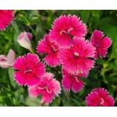 Seminte DIANTHUS hybrid IDEAL SELECT F1 Raspberry 1000s
