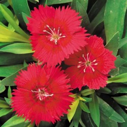 Seminte DIANTHUS hybrid IDEAL SELECT F1 Red 1000s
