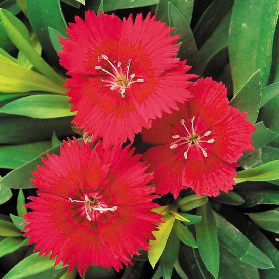 Seminte DIANTHUS hybrid IDEAL SELECT F1 Red 1000s