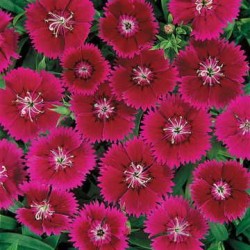 Seminte DIANTHUS hybrid IDEAL SELECT F1 Violet 1000s