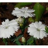 Seminte DIANTHUS hybrid IDEAL SELECT F1 White 1000s