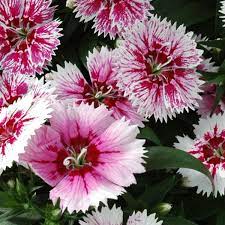 Seminte DIANTHUS hybrid IDEAL SELECT F1 White Fire 1000s