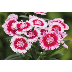 Seminte DIANTHUS interspecific CHIBA Cherry Picotee1000s