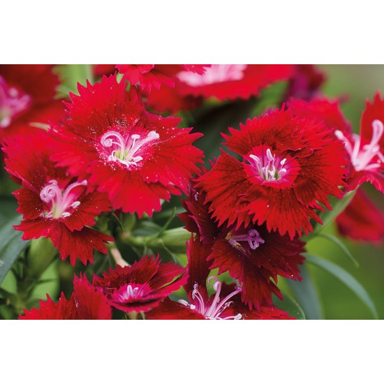 Seminte DIANTHUS interspecific CHIBA Crimson 1000s