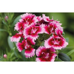 Seminte DIANTHUS interspecific CHIBA Crimson Picotee 1000s