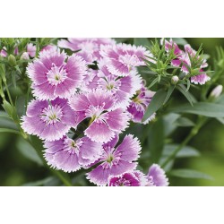 Seminte DIANTHUS interspecific CHIBA Lilac Picotee 1000s