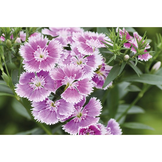 Seminte DIANTHUS interspecific CHIBA Lilac Picotee 1000s