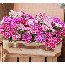Seminte DIANTHUS interspecific CHIBA Mix Full 1000s