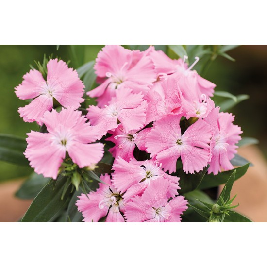 Seminte DIANTHUS interspecific CHIBA Pink 1000s