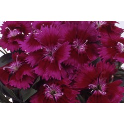 Seminte DIANTHUS interspecific CHIBA Purple 1000s