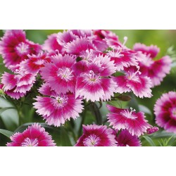 Seminte DIANTHUS interspecific CHIBA Purple Picotee 1000s