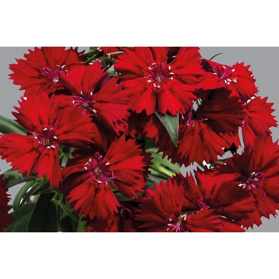 Seminte DIANTHUS interspecific CHIBA Red 1000s