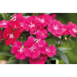 Seminte DIANTHUS interspecific CHIBA Rose 1000s