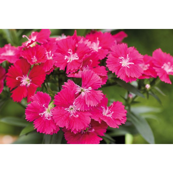 Seminte DIANTHUS interspecific CHIBA Rose 1000s