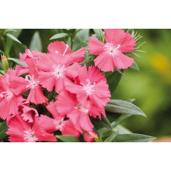 Seminte DIANTHUS interspecific CHIBA Salmon 1000s
