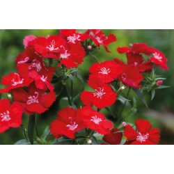 Seminte DIANTHUS interspecific CHIBA Scarlet 1000s