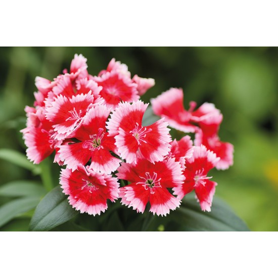 Seminte DIANTHUS interspecific CHIBA Strawberry 1000s