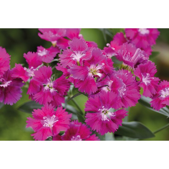 Seminte DIANTHUS interspecific CHIBA Violet 1000s