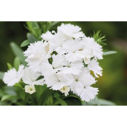 Seminte DIANTHUS interspecific CHIBA White 1000s