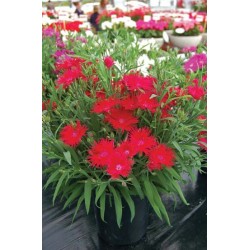 Seminte DIANTHUS interspecific SUPRA F1 Crimson 1000s