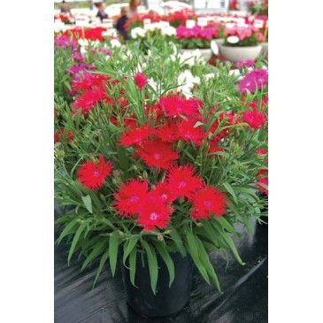Seminte DIANTHUS interspecific SUPRA F1 Crimson 1000s
