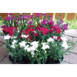 Seminte DIANTHUS interspecific SUPRA F1 Mix 1000s