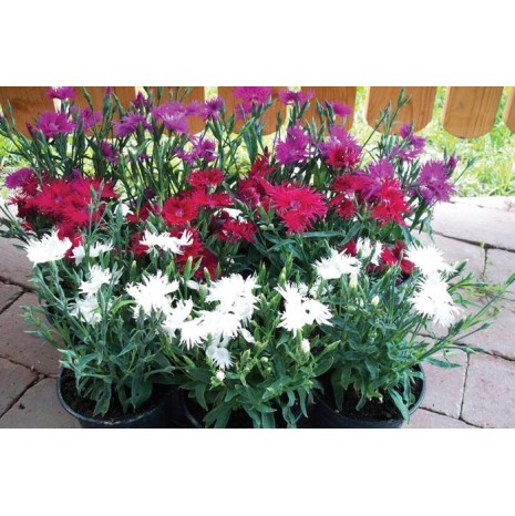 Seminte DIANTHUS interspecific SUPRA F1 Mix 1000s