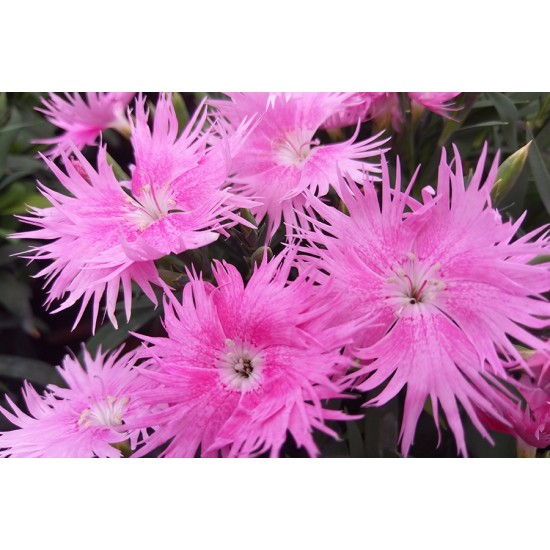 Seminte DIANTHUS interspecific SUPRA F1 Pink 1000s