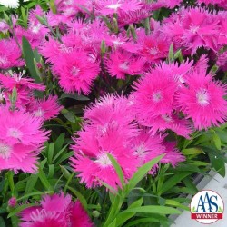Seminte DIANTHUS interspecific SUPRA F1 Purple 1000s