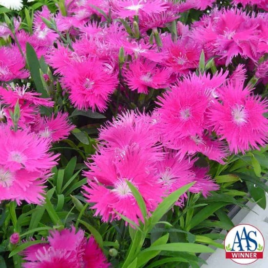 Seminte DIANTHUS interspecific SUPRA F1 Purple 1000s