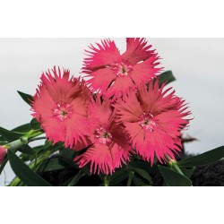Seminte DIANTHUS interspecific SUPRA F1 Salmon 1000s