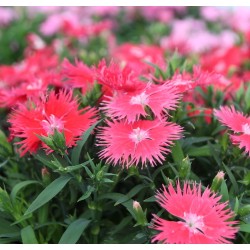 Seminte DIANTHUS interspecific SUPRA F1 Scarlet 1000s