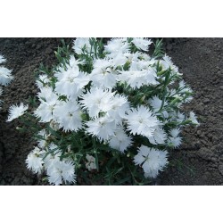 Seminte DIANTHUS interspecific SUPRA F1 White 1000s