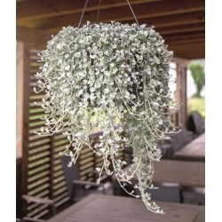 Seminte DICHONDRA argentea SILVER Surfer 1000s