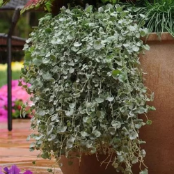 Seminte DICHONDRA argentea SILVER Falls 1000s