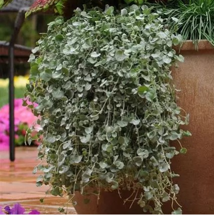 Seminte DICHONDRA argentea SILVER Falls 1000s
