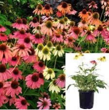 Seminte ECHINACEA purpurea CHEYENNE Spirit 100 s
