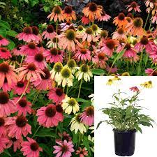 Seminte ECHINACEA purpurea CHEYENNE Spirit 100 s