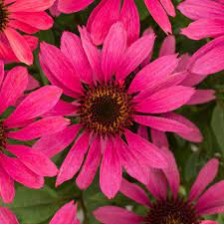 Seminte ECHINACEA purpurea POLLY NATION Magenta 1000s